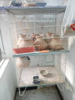 Hen or Parrot Cage For Urgent Sale