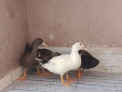 Ducks