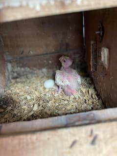 full breeder pair  +box + chicks only  7k