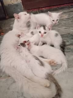 Hybrid Persian cat babies