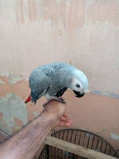 gray parrot and raw for urgent sell