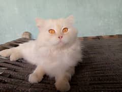 Percian kittens available