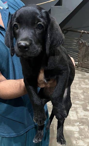 labrador female puppy 2