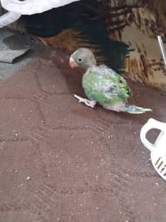 green parrot for sel