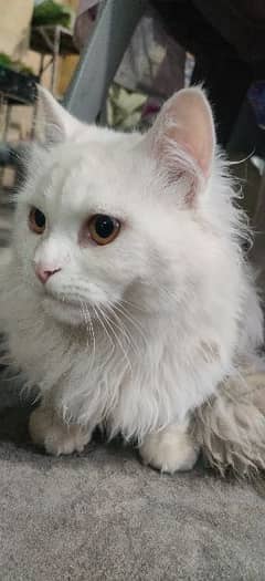 Persian Male Cat