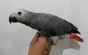 African Grey Chick Self feeding