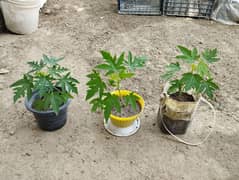 DESI PAPAYA (PAPEETA ) PLANTS