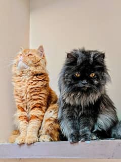 Persian cat pair long hair