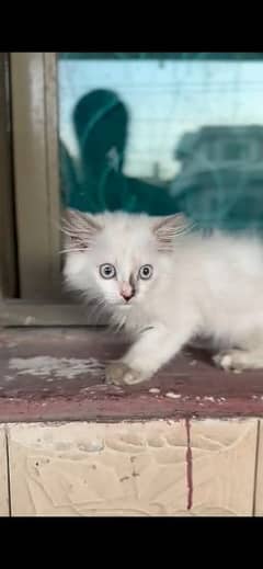 Triple coated Persian baby cat female odd eyes