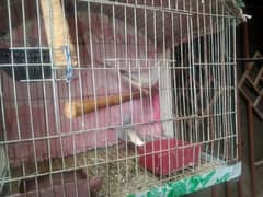 budgies+dove +cage for sale