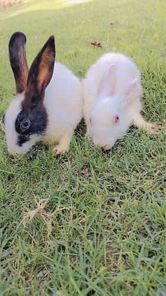 Pure desi breder rabbit pair