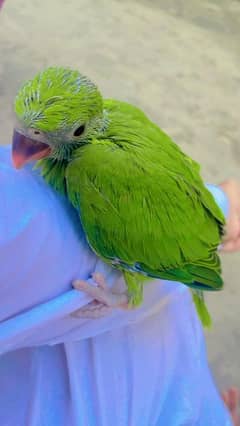 ringneck parrot