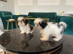 shih tzu puppies / Puppies / shitzu Dog / Dog for sale / shihtzu