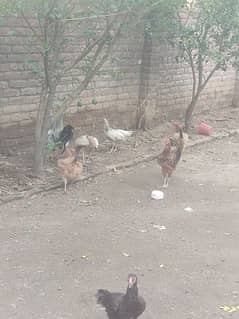 Misri hens with desi breader roaster