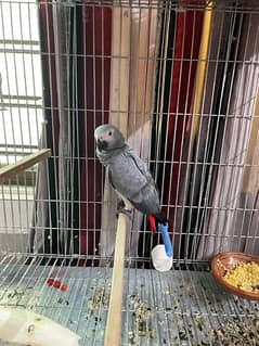 African grey (high red factor) self feed,hand tamed