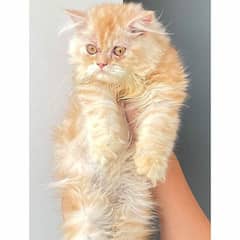 PERSIAN TRIPLE COATED KITTENS FOR SALE