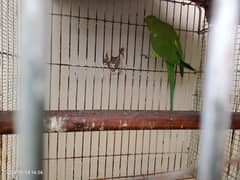 Green parrot female