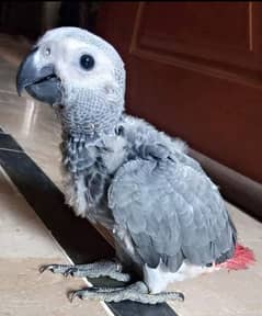 grey parrot baby/03156376925