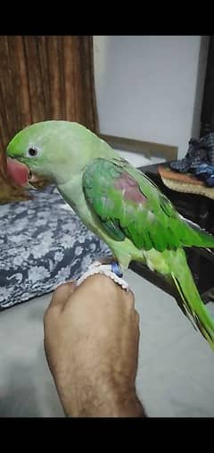 male raha parrot for sale age 1year