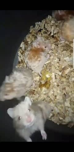 HAMSTERS