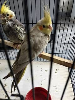 Cockatiel Self feed tamed chicks for sale