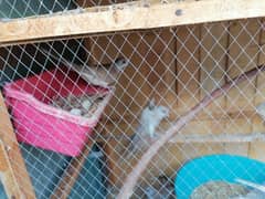 red dove breeder pair /pied dove breeder pair