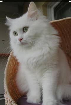 Persian triple coat cat