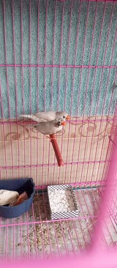3 Pairs of Zebra Finches & 1 Pair of Bengalese Finches for Sale