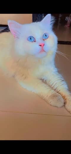 persian blue eyes male cat for sale