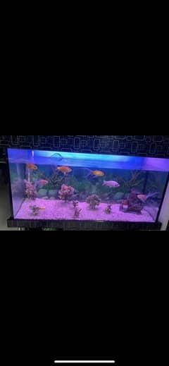 Aquarium with fishes