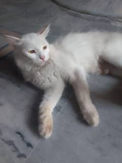 Persian double coat cat for sell