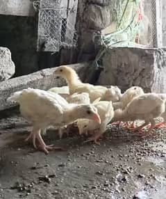 heera chicks available