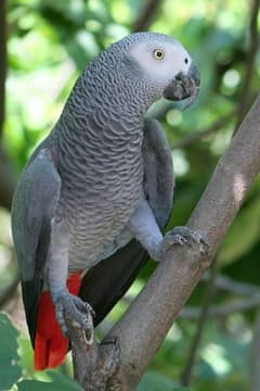 African gray Parrot for sale