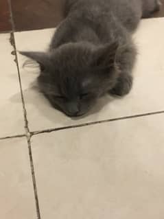 persian grey kitten | cat | triple pur