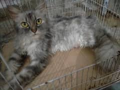 male female persian pair of cat