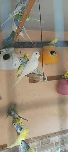 Australian parrot home breed