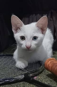 Russian-Tabby Mix Kitten for Sale!