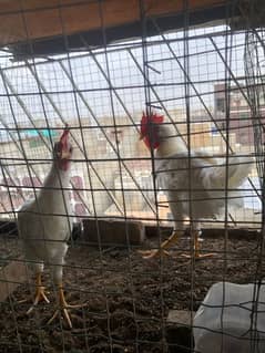 Farmi and Golden Misri chicks