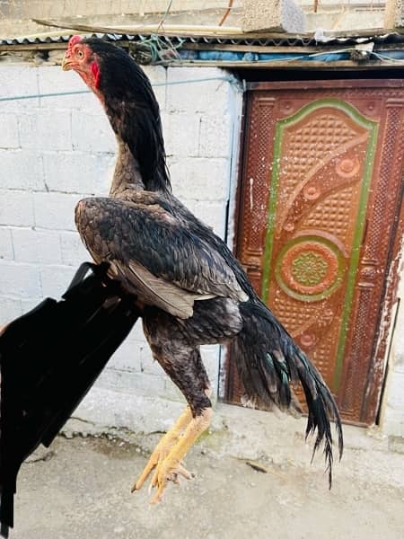 pure shamo cross patha - Hens - 1089269593
