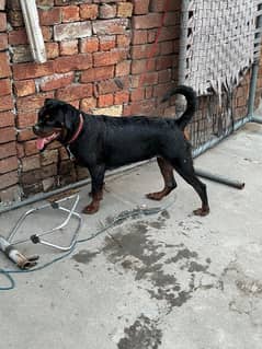 Female Rottweiler on heat for sale