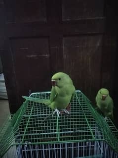green parrot ringneck pair