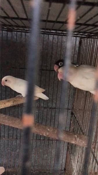 lovebirds for sale, contact 03077965568 2