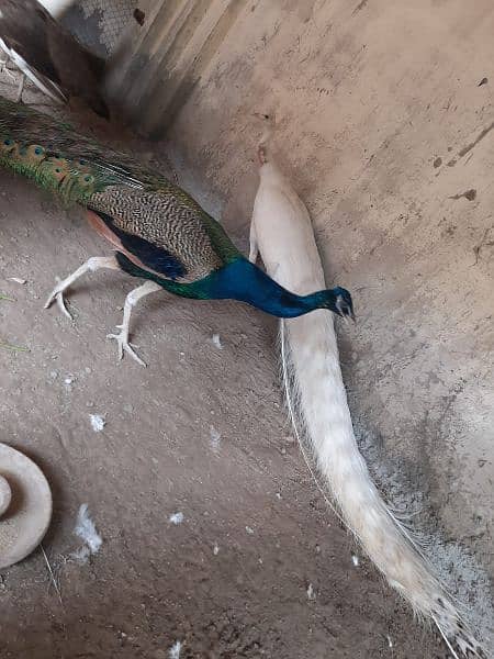 2 month pair peacocks available. cargo possible all ov pak 1