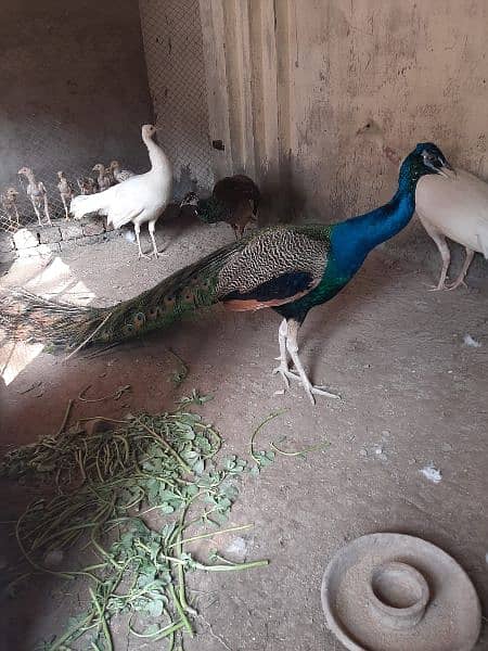 2 month pair peacocks available. cargo possible all ov pak 2