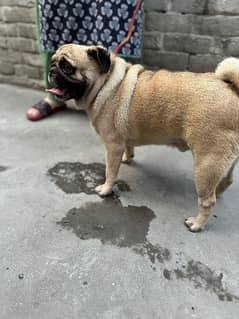 Male Pug, 3yrs old for sale