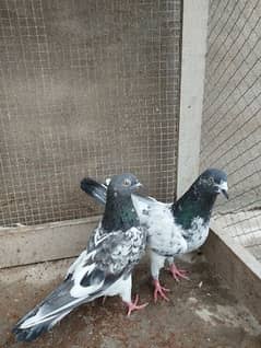Pigeons / highflyers pair/ lowflyer/kabootar/breeder pair/for sale