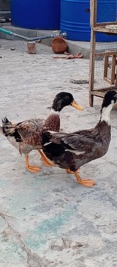 ducks pair