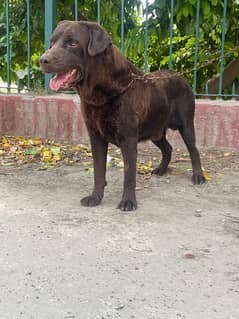 Labrador male for sale