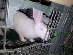 Red eyes Rabbits and Farmi Adults for sale