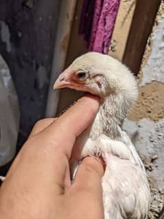 Heera chicks pair